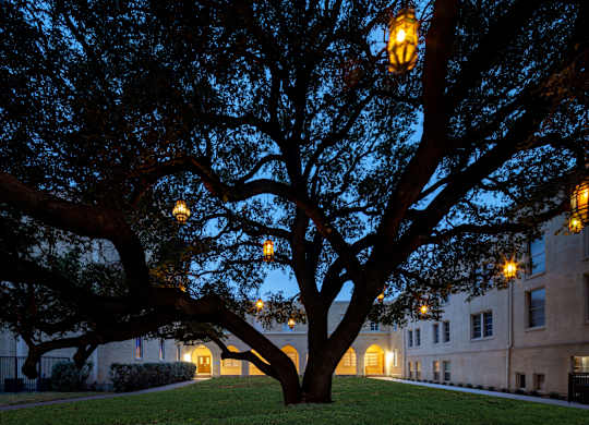 A large tree with hanging lights is in the foreground with a building in the background.