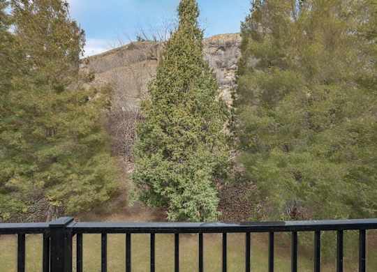 A mountain is in the background of a forest.