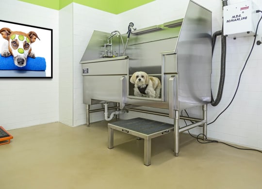 Pet bath at The View at Horizon Ridge, Nevada, 89012