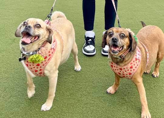 Two dogs on leash in the entertainment park at Era Apartments in Denton, TX