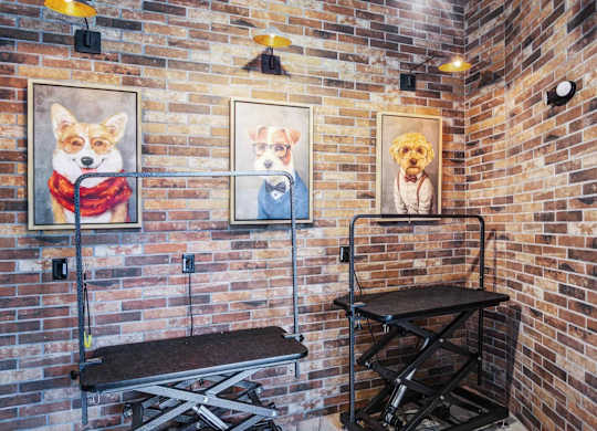 Dog Spa