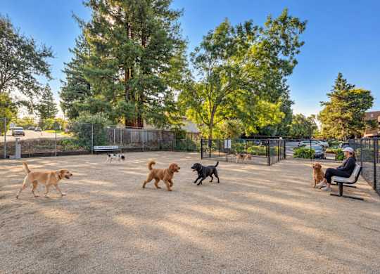 A man is sitting on a bench with several dogs playing around him.