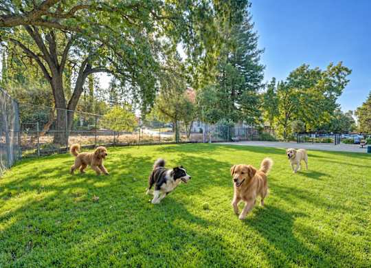 Four dogs running in a grassy field.