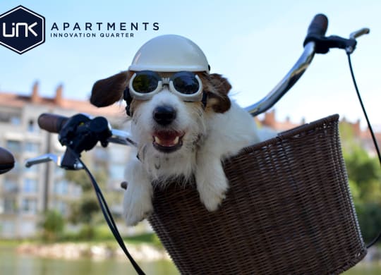 a small dog wearing a helmet and goggles sitting in a basket on a bike at Link Apartments® Canvas, Georgia, 30312
