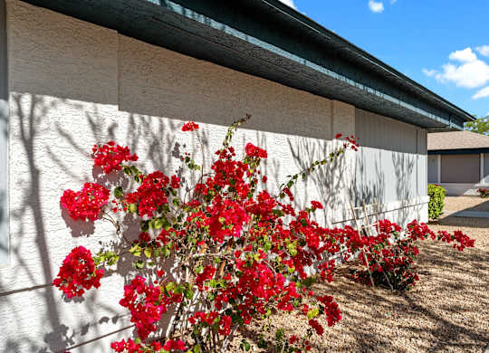 Red flowers in front of a white wall.