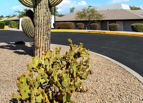 A tall cactus stands in the foreground of a parking lot.