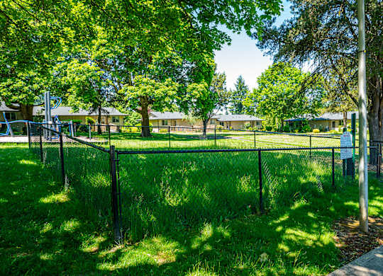 A green grassy area with a fence and trees.