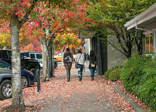 Three people walking down a sidewalk lined with trees.