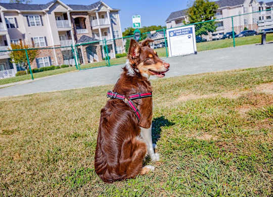 A brown dog with a pink harness is sitting on the grass at Ethan Pointe Apartments, Greensboro, North Carolina