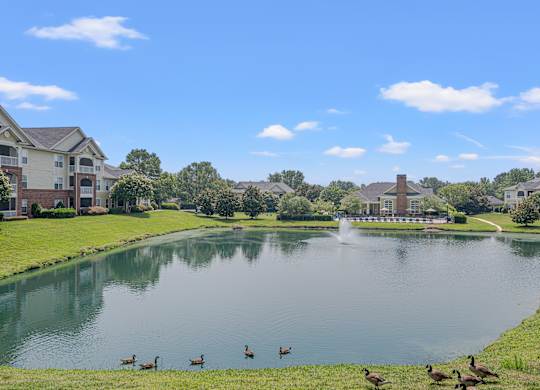 A group of ducks are swimming in a lake in a residential area.