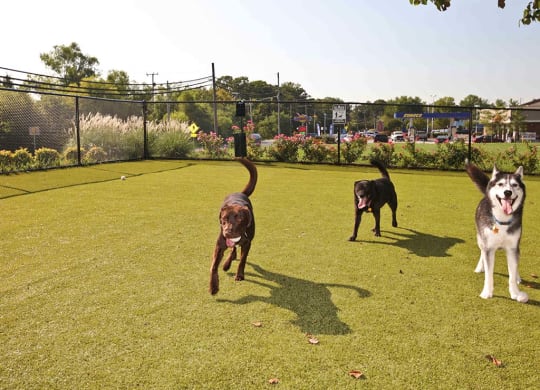 Bark Park for large and small dogs at Saratoga Square, Springfield, VA, 22153