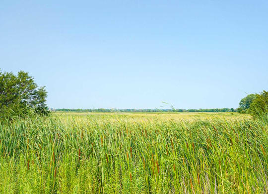 Wide open field with a scenic view of marsh grasses and trees