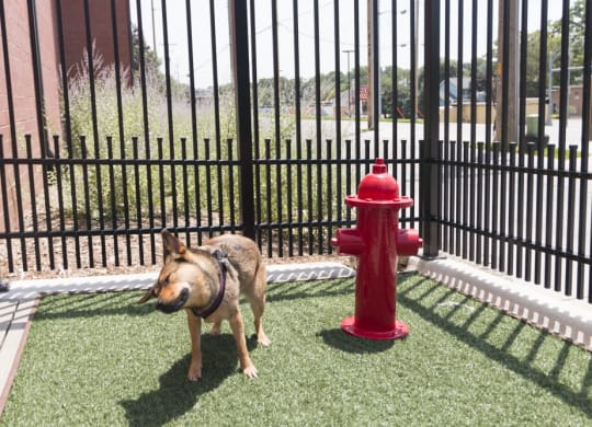 Pet-friendly apartments near UNMC at The Conrad in Blackstone District Omaha NE 68105