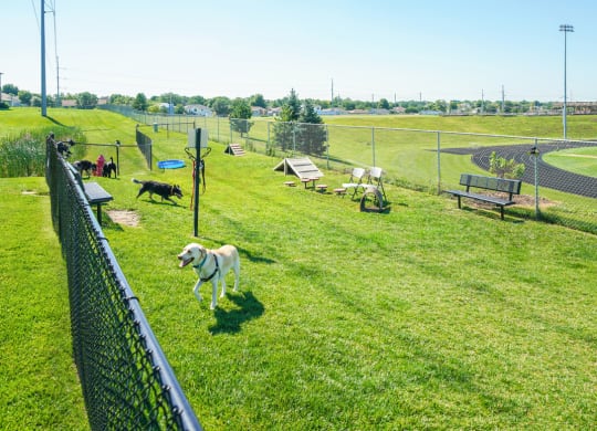 a group of dogs in at the community dog park
