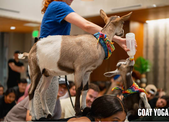 A woman is doing yoga with a goat on her back.
