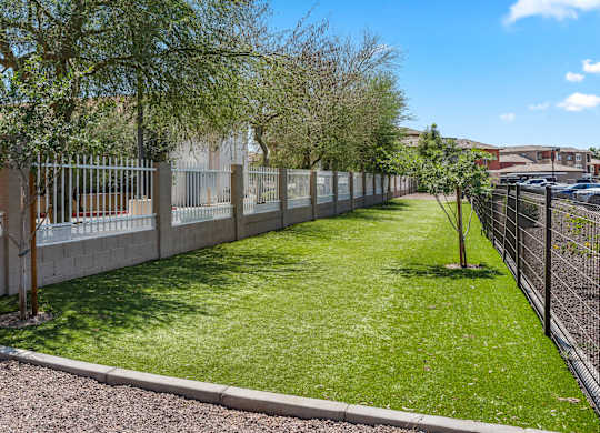 A green lawn with a fence and trees in the background.