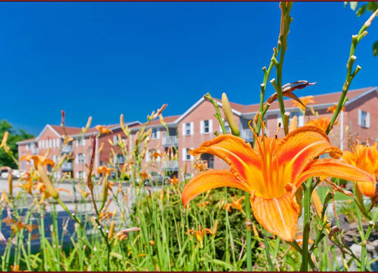 an orange flower in front of a row of houses  at Four Worlds Apartments, Ohio