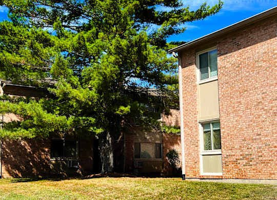 A tree in front of a building with a window.