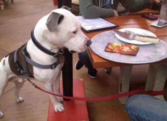 A dog with a harness is standing on a red mat looking at a pizza on a plate. at Residences at Prairiefire Apartment Homes, Overland Park