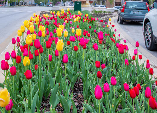 A bed of vibrant pink and yellow tulips in front of a clock tower at Country Club Plaza in Kansas City, MO.