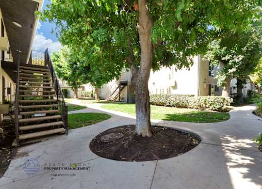 A tree in a circle of dirt with a building in the background.