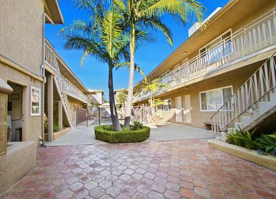 A palm tree stands in a courtyard between two buildings.