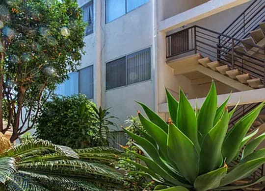 A green plant in front of a white building.