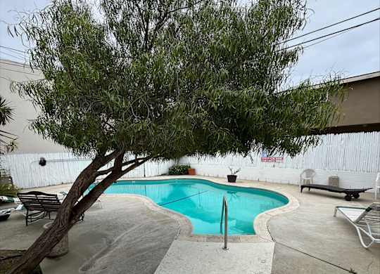 A tree is in front of a pool.