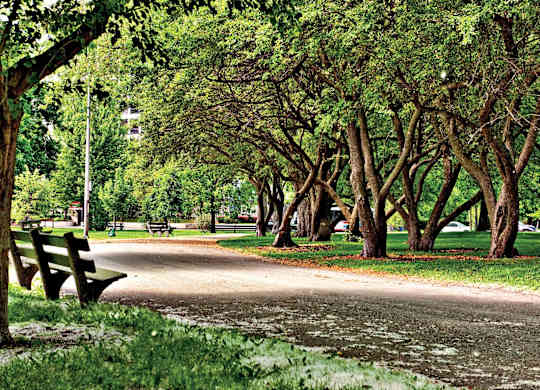 A tree with a bench in front of it.