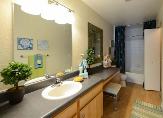 A bathroom with a sink, mirror, and a plant.