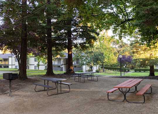 Picnic tables are set up in a park.