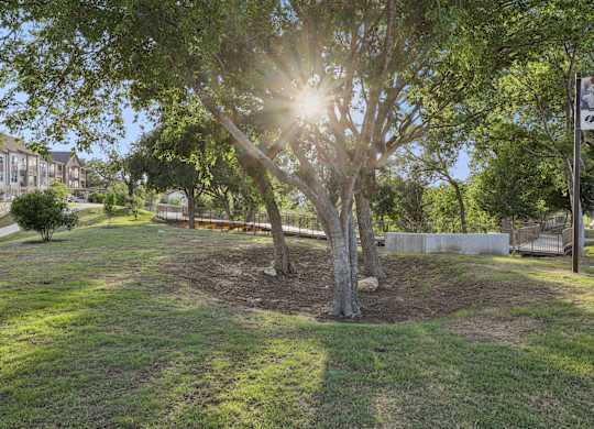 A tree in a grassy area with the sun shining through it.