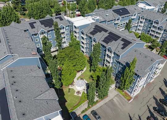 A large tree is in the center of a courtyard surrounded by apartment buildings.