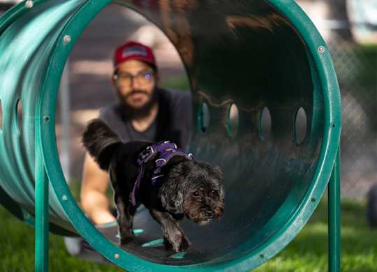 A dog slides down a slide in a park.