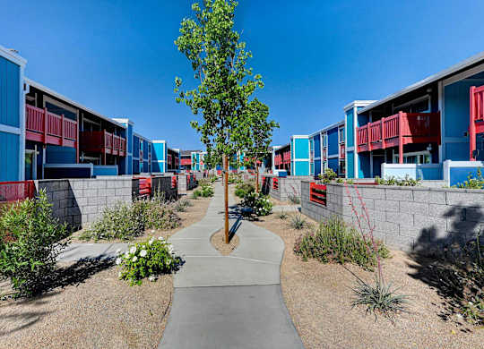 A tree in a courtyard surrounded by buildings.