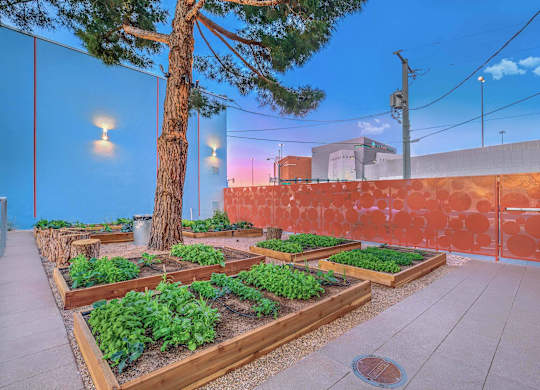 A garden with a tree and raised beds of vegetables.
