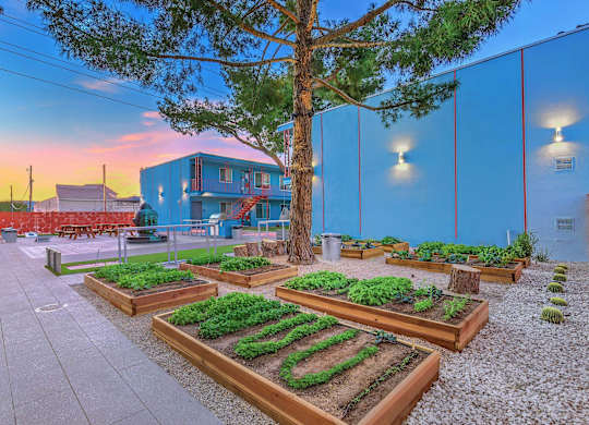 A garden with raised beds and a tree in the foreground.