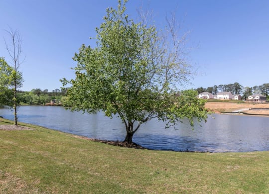 a tree in the grass near a body of water