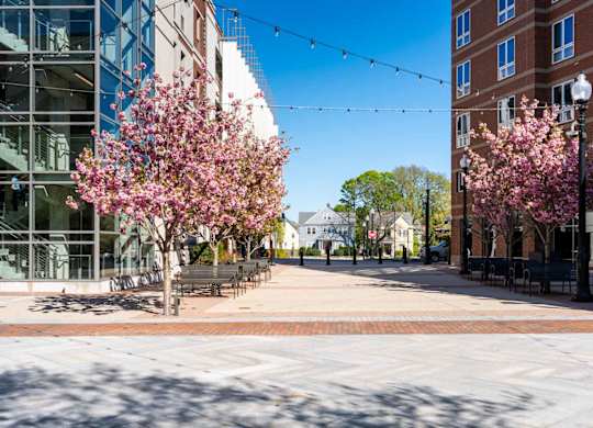 A tree with pink blossoms is in the foreground of a city street in Kilroy Square.