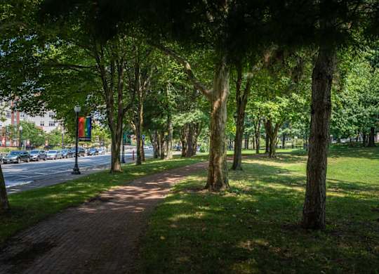 A tree-lined walkway in a park.
