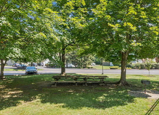 A picnic table is surrounded by trees with yellow flowers.