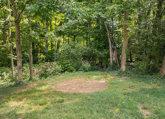 A lush green forest with a clearing in the middle.