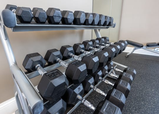 a row of dumbbells on a rack in a gym