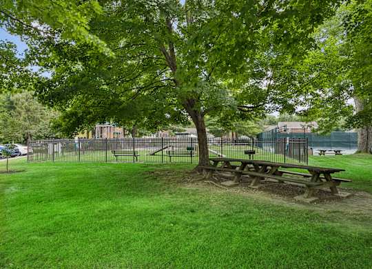 A picnic table is situated under a tree in a grassy area.