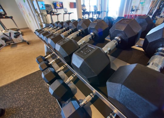 a row of dumbbells on a rack in a gym