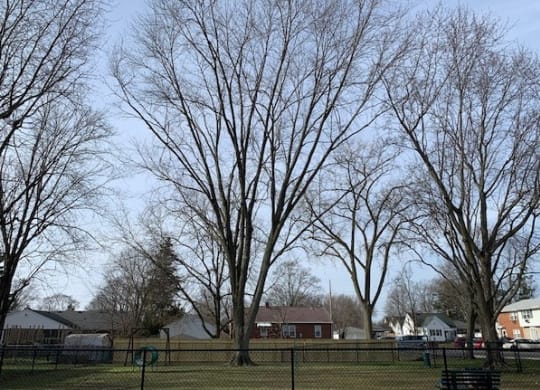 A park with a bench and a fence.