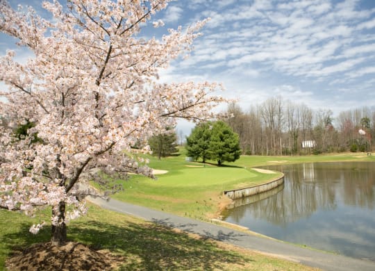Pond with a flowering tree near Windsor Kingstowne in Alexandria VA