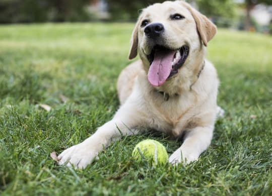 a dog laying in the grass with a tennis ball
