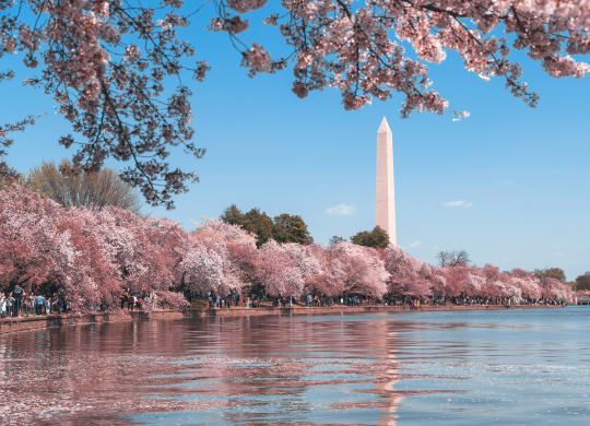 a view of the monument from the tidal basin with pink cherry blossoms