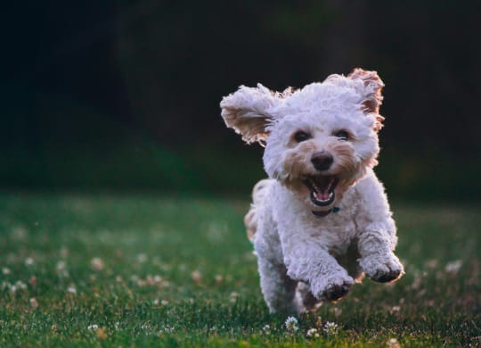 Dog running in grass